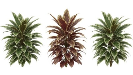Fototapeta premium Three Ornamental Plants with Green and Brown Leaves, Isolated on White Background