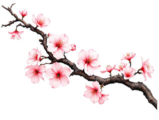Elegant Cherry Blossom Branch with Delicate Pink Flowers, Isolated on a Dark Background, Perfect for Spring-Themed Designs and Graphics
