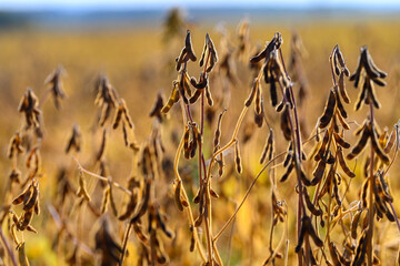 Expansive crop panorama, Golden soybean plants stretch endlessly, Mature pods adorn sprawling...