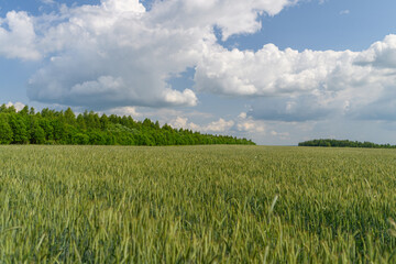 Fototapeta premium Lush, Vibrant Green Fields Spreading Out Under the Beautiful Blue Sky and White Clouds
