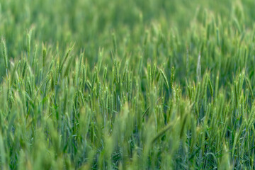 Fototapeta premium A Beautiful, Lush Green Wheat Field Bathed in Soft Morning Light Creating a Peaceful Atmosphere