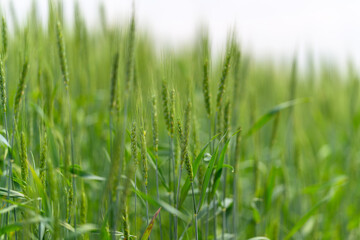 Obraz premium Expansive Lush Green Wheat Field Showcasing Vibrant Growth Amidst Natures Splendor