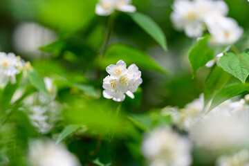 Blooming Jasmine Flowers are beautifully showcased amidst lush greenery, creating a stunning scene