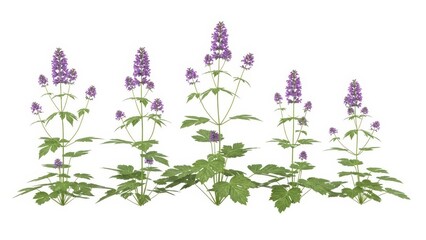 Purple Monkshood Flowers Isolated on White, Aconitum, Poisonous Plant