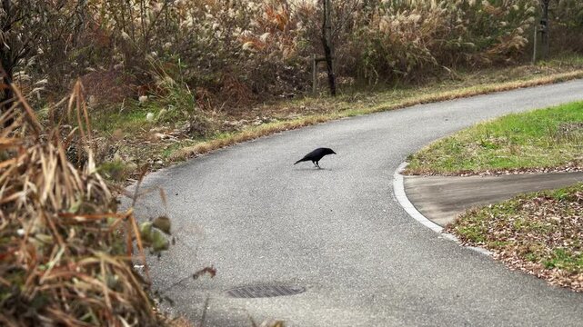 Black Crow Lingering on a Road