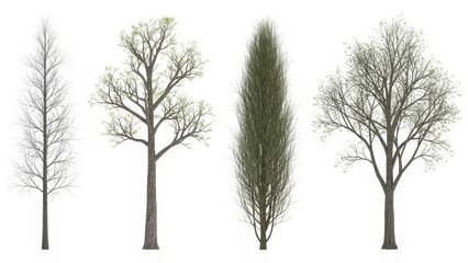 Set of Four Trees Isolated on White Winter, Spring, Bare, and Evergreen Tree Illustrations