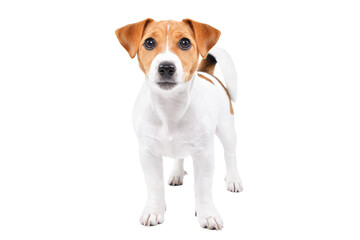 Cute Jack Russell Terrier puppy standing isolated on white background