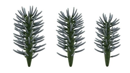 Three Blue Spruce Sprigs on White Background, Nature, Botany, Isolated