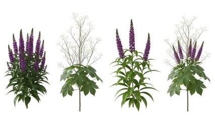 Purple Butterfly Bush Flowers Isolated, Beautiful Summer Garden Plants, White Background