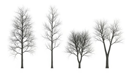 Bare Trees Isolated on White Background - Winter Season Elements