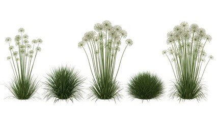 Ornamental Grasses with White Flowers and Green Foliage Isolated on White