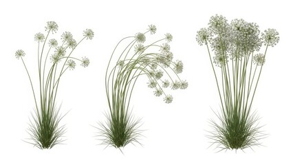 Allium Flowers Isolated on White - Ornamental Grass, Floral Arrangement, Nature Background