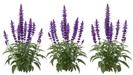 Purple Salvia Flowers on White Background, Sage Garden Plants