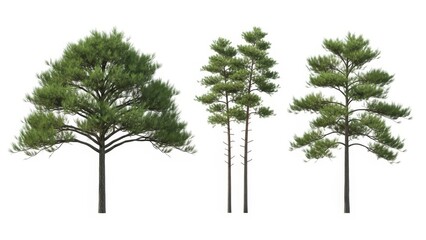 3D Rendered Pine Trees Isolated on White, Evergreen Forest, Nature Background