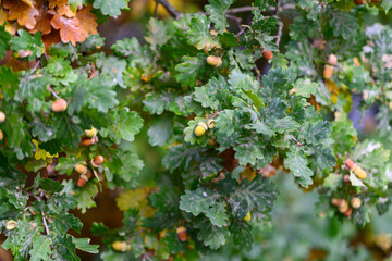 The beauty of Oak Tree foliage combined with Acorns showcases the vibrant colors of Autumn