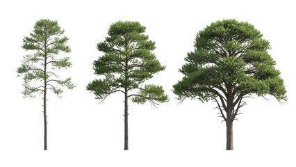 Three Evergreen Trees Isolated on White, Nature Background