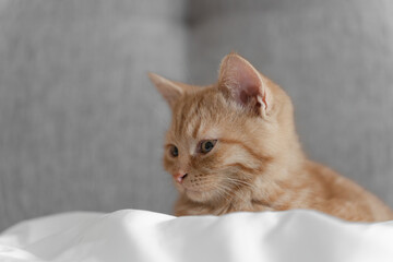 Close-up side profile of a ginger tabby kitten resting on a white duvet, soft natural light, minimal gray background and copy space.
