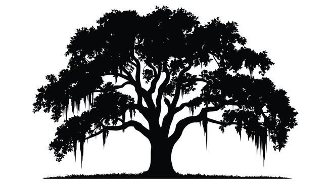 Majestic southern live oak tree silhouette with draping Spanish moss, isolated on white background, detailed vector