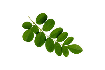 Fresh moringa leaves sprig, isolated on transparent background © Sewupari Studio