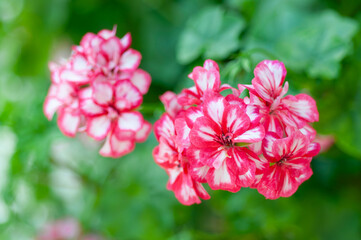 Striking bicolour Pelargonium flowers highlighted by lush green foliage, perfect for nursery catalogues, container gardening ideas and seasonal plant promotions.