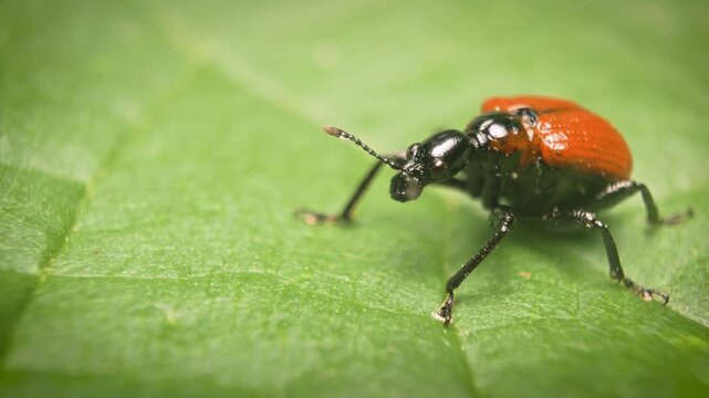 Close-up of the hazel leaf-roller weevil (Apoderus coryli) on a leaf. Static shot.