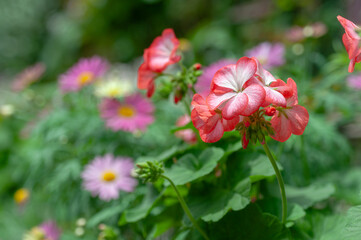 Obraz premium Bicolor pelargonium flowers with red and white petals growing outdoors, shallow depth image for garden centers, balcony planting, bedding plant retail and commercial gardening use.