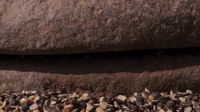 Indian woman in a rural village uses a traditional hand operated millstone (quern) to grind black gram lentils, showcasing authentic village life, heritage food preparation, and indigenous household