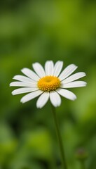 &ldquo;Beautiful White Daisy Flower with Yellow Center in Full Bloom, Macro Close-Up of Fresh Chamomile or Daisy Blossom Isolated Against Soft Green Blurred Background, Spring Nature and Floral Beauty Conce