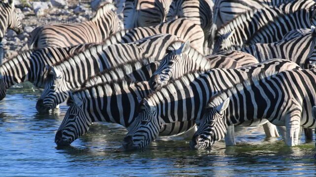 Plain zebras at waterhole,  zebras drinking from a puddle,  Equus quagga,  zebra, savannah, , Etosha, Namibia,