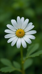 Fototapeta premium “Beautiful White Daisy Flower with Yellow Center in Full Bloom, Macro Close-Up of Fresh Chamomile or Daisy Blossom Isolated Against Soft Green Blurred Background, Spring Nature and Floral Beauty Conce