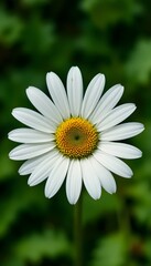 &ldquo;Beautiful White Daisy Flower with Yellow Center in Full Bloom, Macro Close-Up of Fresh Chamomile or Daisy Blossom Isolated Against Soft Green Blurred Background, Spring Nature and Floral Beauty Conce