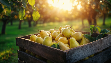 Ripe yellow pears harvesting in wooden crate at sunset