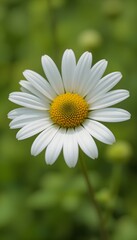 Obraz premium “Beautiful White Daisy Flower with Yellow Center in Full Bloom, Macro Close-Up of Fresh Chamomile or Daisy Blossom Isolated Against Soft Green Blurred Background, Spring Nature and Floral Beauty Conce