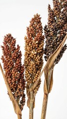 botanical studio closeup three dried sorghum panicles contrasting reddish golden dark grain textures