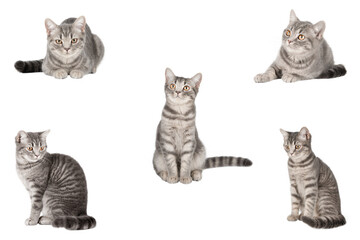 set of cute cat isolated
