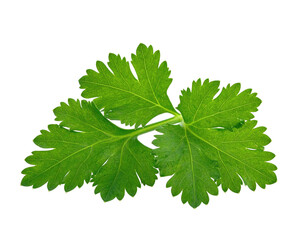 A vibrant, close-up shot of fresh green leafy vegetable against a black background