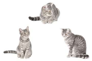 set of cute cat isolated © Svetlana