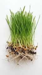 studio shot of brilliant emerald wheat sprouts white fibrous roots against pure white surface