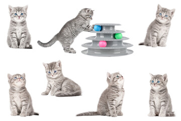 set of cute cat isolated © Svetlana