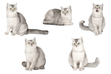 set of cute cat isolated © Svetlana