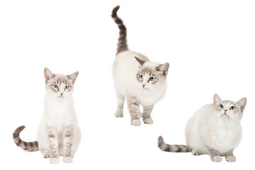 set of cute cat isolated © Svetlana