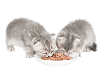 gray cat on isolated white background © Svetlana