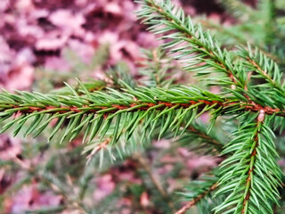 Green spruce branch close up with blurred background.
