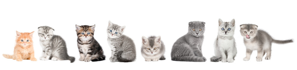 set of cute cat isolated © Svetlana