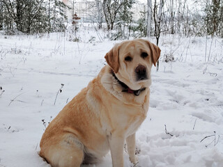 Labrador retriever dog sitting in a snowy forest.