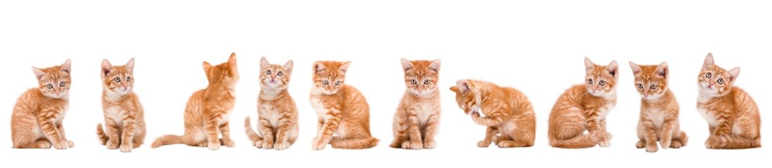 set of cute cat isolated © Svetlana