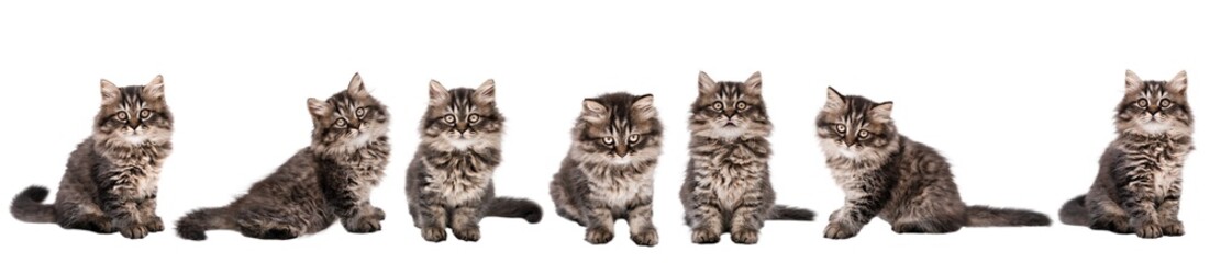 set of cute cat isolated © Svetlana