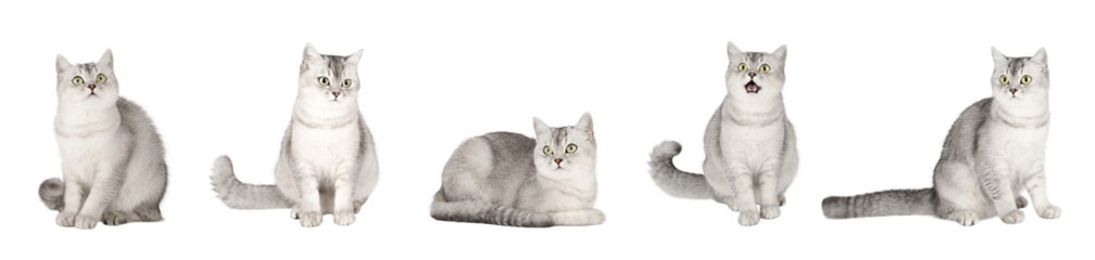 set of cute cat isolated © Svetlana