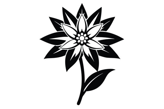 edelweiss silhouette line art vector illustration