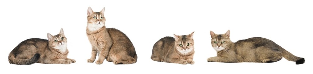 set of cute cat isolated © Svetlana